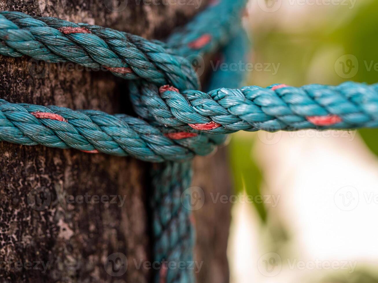 The nylon rope was tightly tied to the big tree photo