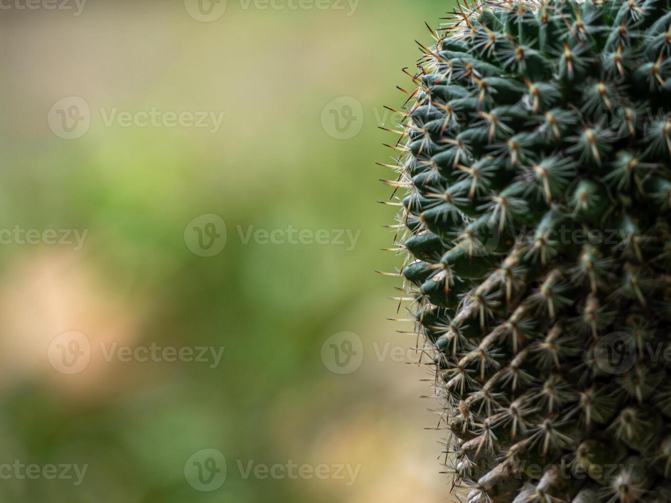 Succulent plant close up Cactus species Mammillaria photo