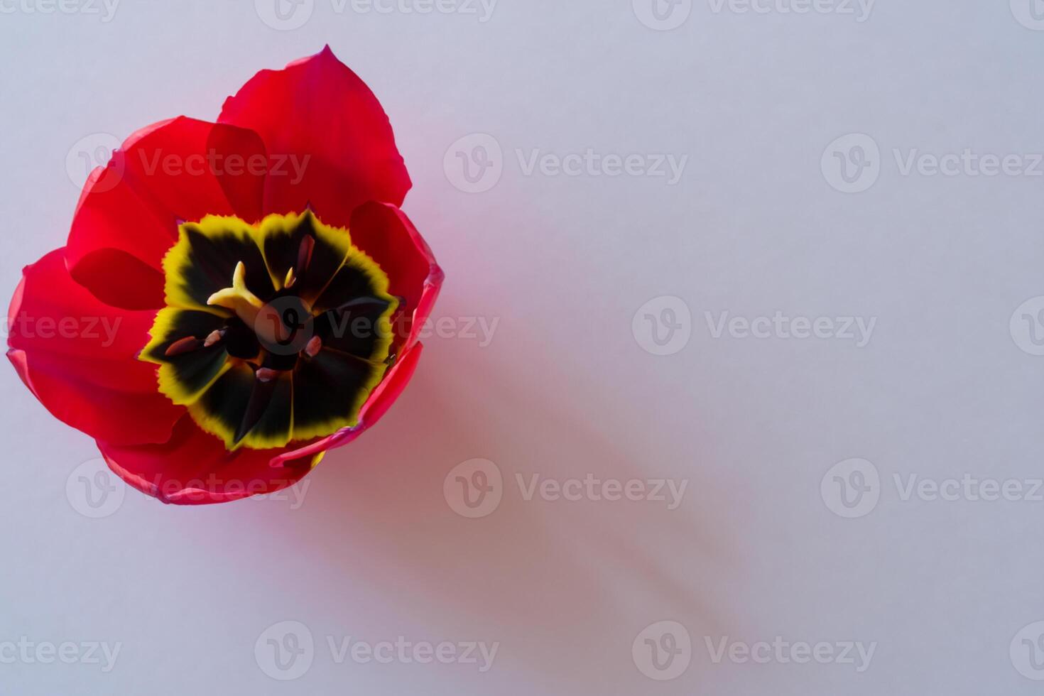 Beautiful Red Tulip Beauty on Blank Paper, Capturing Timeless Elegance and Vibrant Charm, Perfect for Artistic Presentations and Creative Projects photo