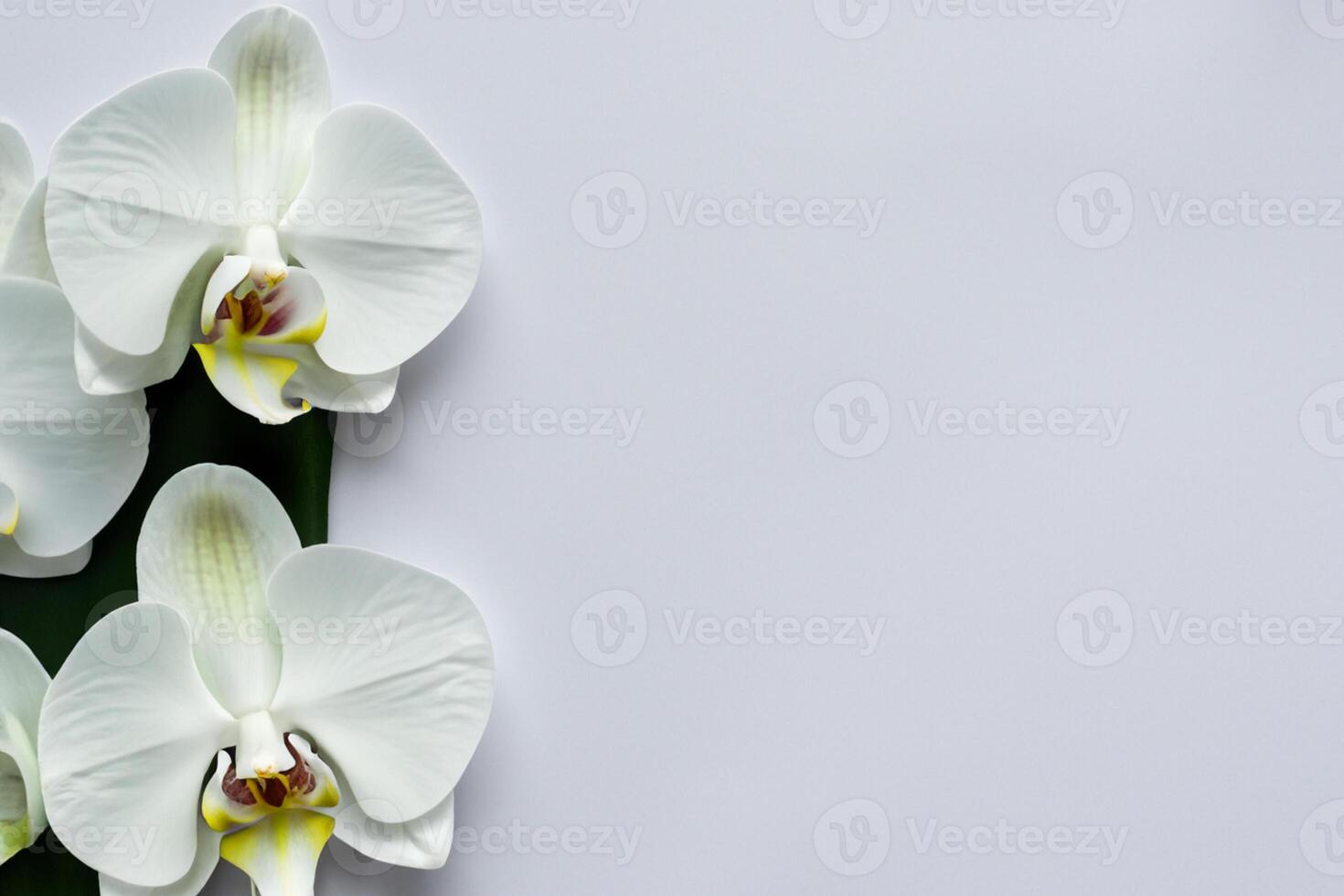 Ethereal Elegance Mockup of Beautiful White Orchid on Blank Paper, Ideal for Creative Projects and Artistic Presentations, Highlighting Natural Beauty and Grace photo