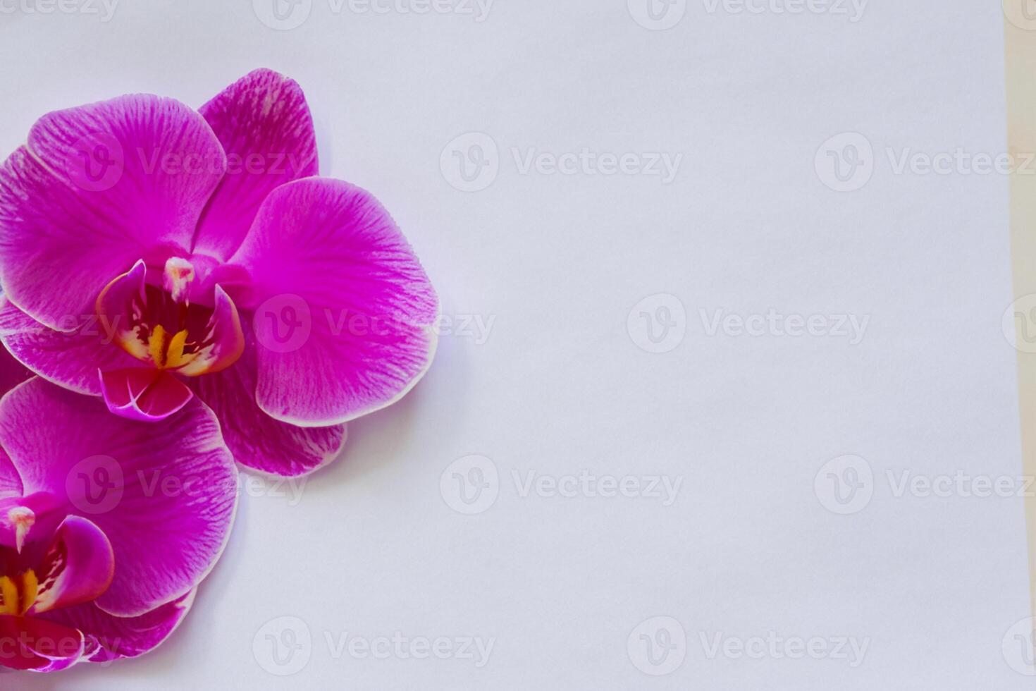 The mockup of a beautiful pink orchid on blank paper showcases a delicate and elegant floral design. photo