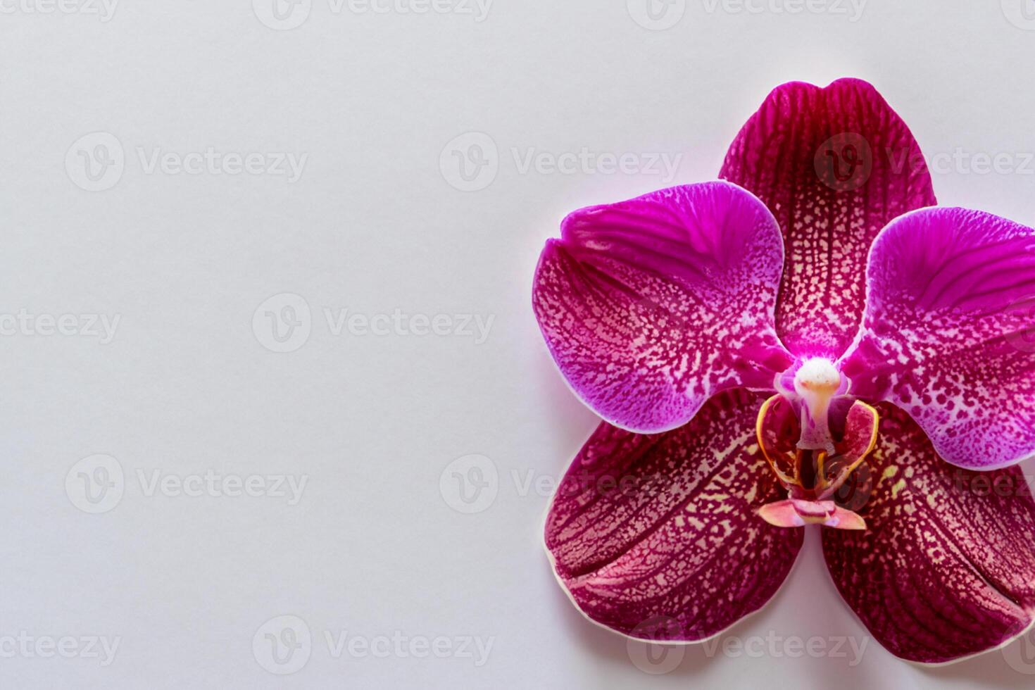 The mockup of a beautiful red orchid on blank paper showcases an elegant floral design, perfect for creative projects photo