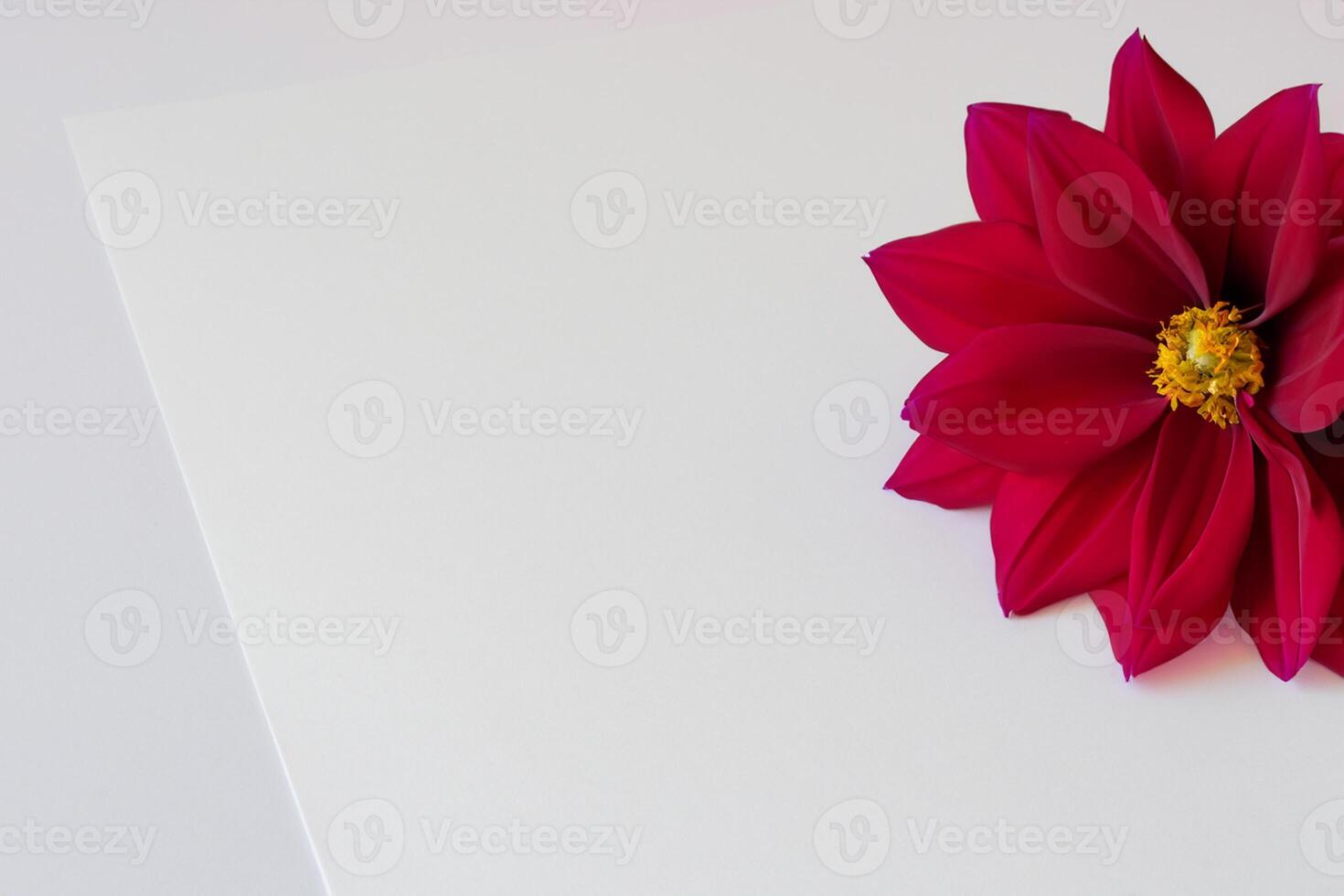 Beautiful Red Flower on White Background Mockup Capturing the Timeless Elegance of Floral Simplicity photo
