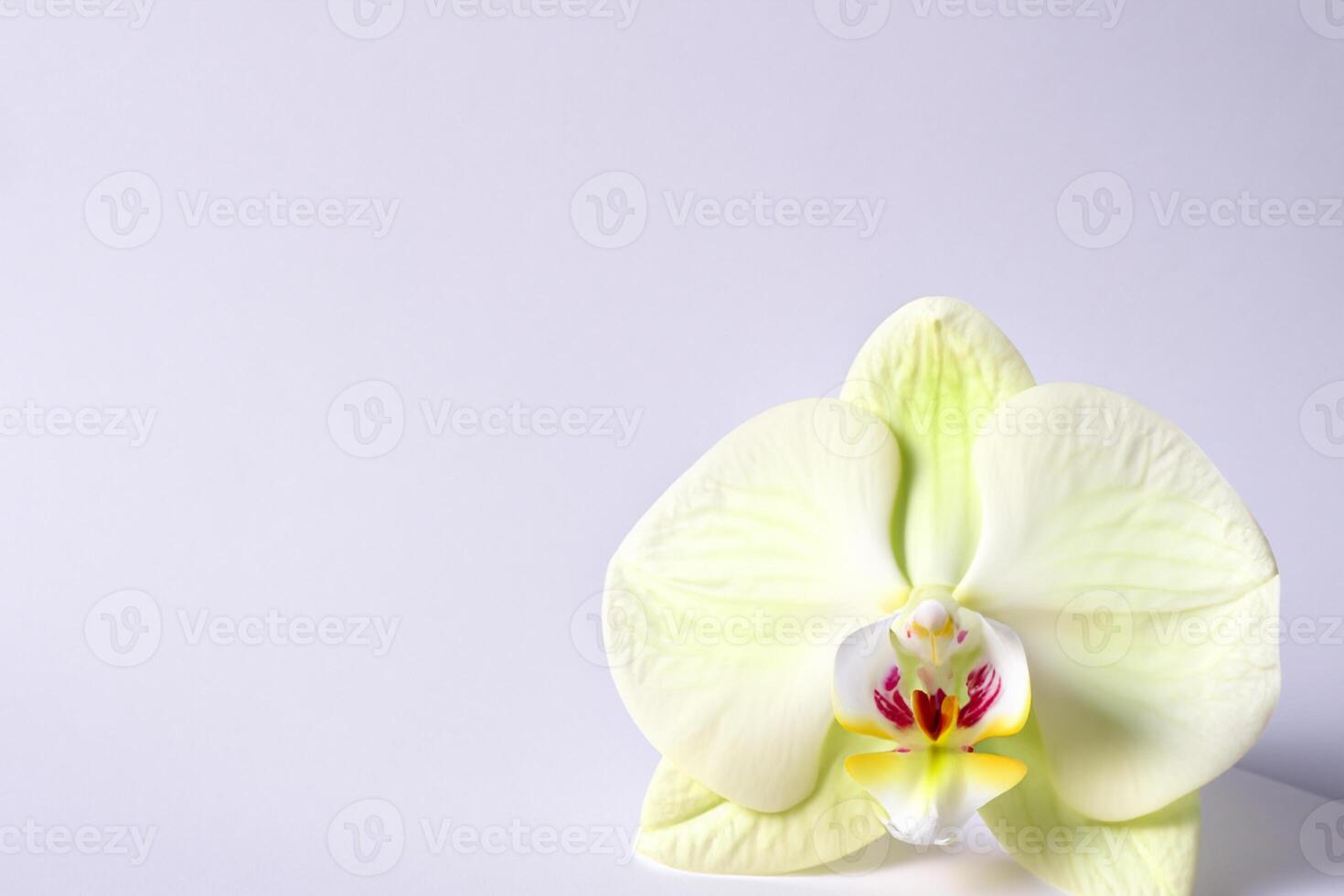 Ethereal Elegance Mockup of Beautiful White Orchid on Blank Paper, Ideal for Creative Projects and Artistic Presentations, Highlighting Natural Beauty and Grace photo
