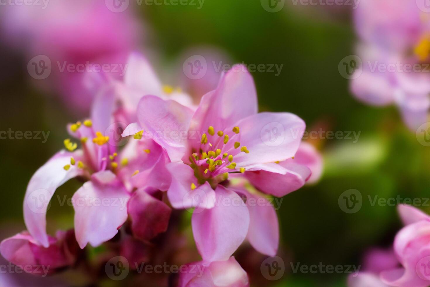 Beautiful Fresh Flower Background A Stunning Array of Blooms, Creating a Vibrant and Serene Atmosphere Perfect for Adding Elegance to Any Occasion or Decor photo