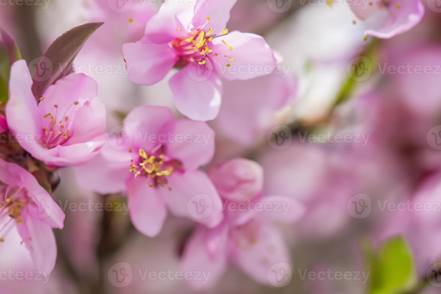 Beautiful Fresh Flower Background A Stunning Array of Blooms, Creating a Vibrant and Serene Atmosphere Perfect for Adding Elegance to Any Occasion or Decor photo