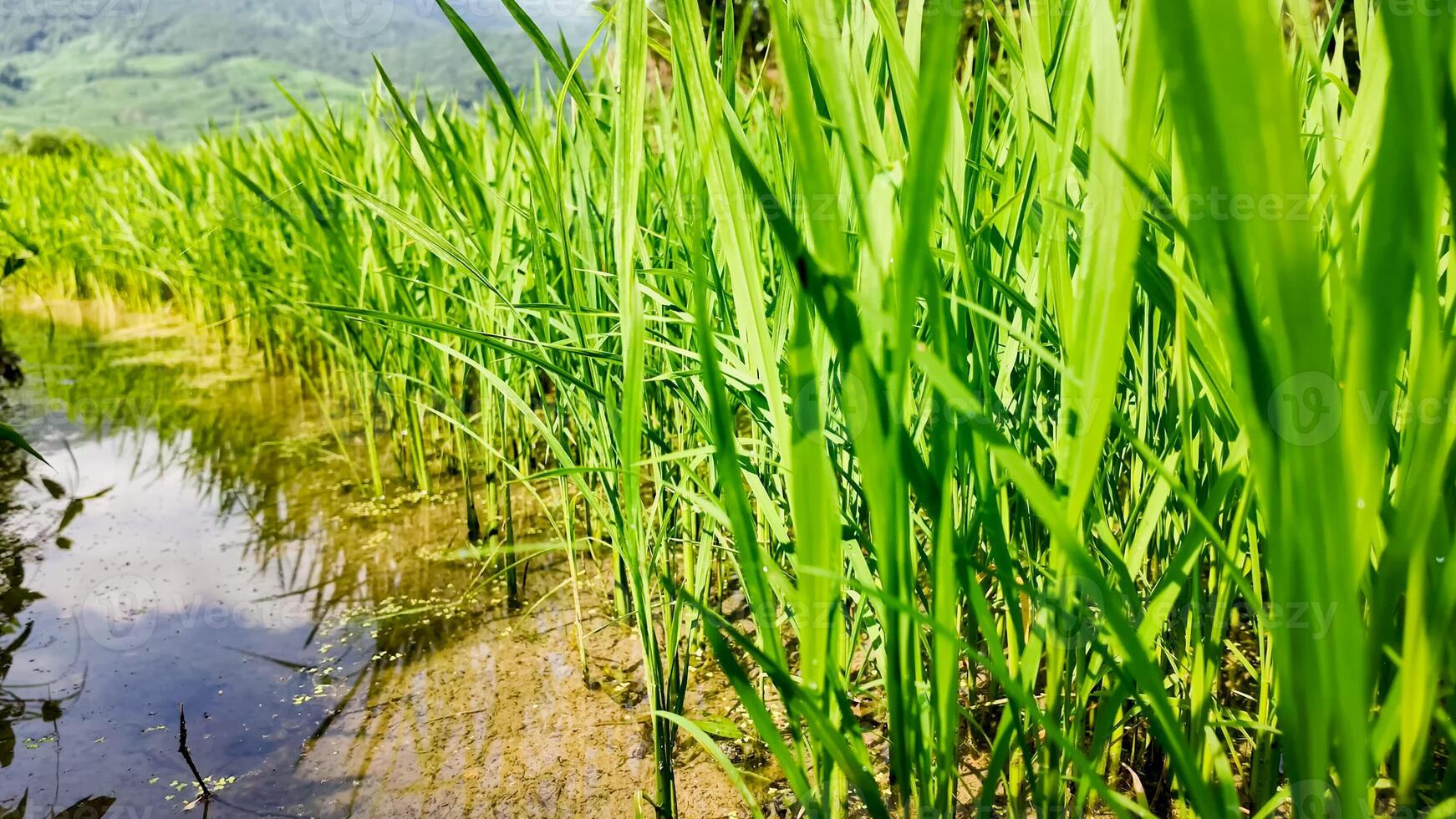 Lush green rice paddy field with reflective water, symbolic of Asian agriculture and World Food Day, ideal for eco sustainability and farming concepts photo