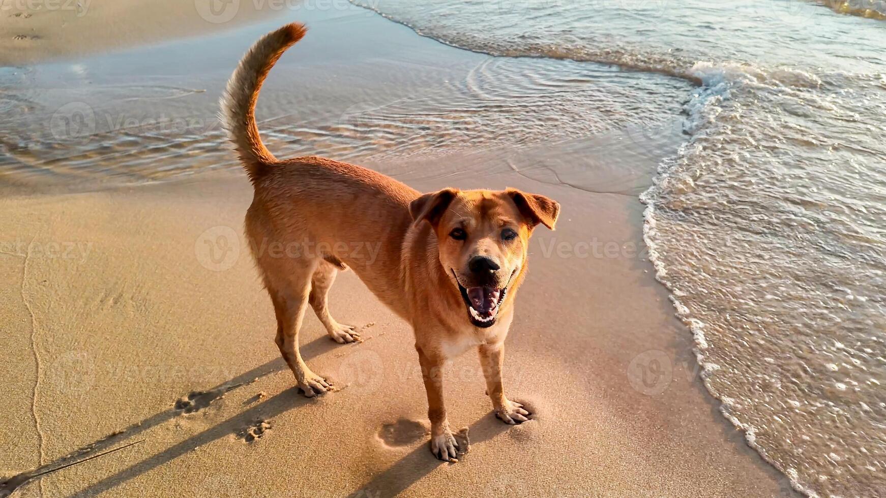 Happy dog standing on a sandy beach with waves in the background, perfect for summer vacation and International Dog Day themes photo
