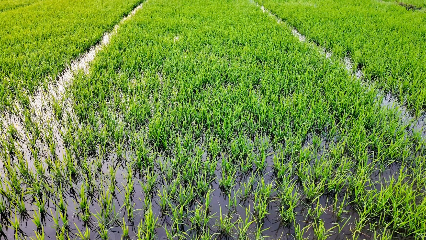 Lush green paddy fields with standing water reflecting sustainable agriculture practices, related to World Environment Day and National Rice Planters Day photo
