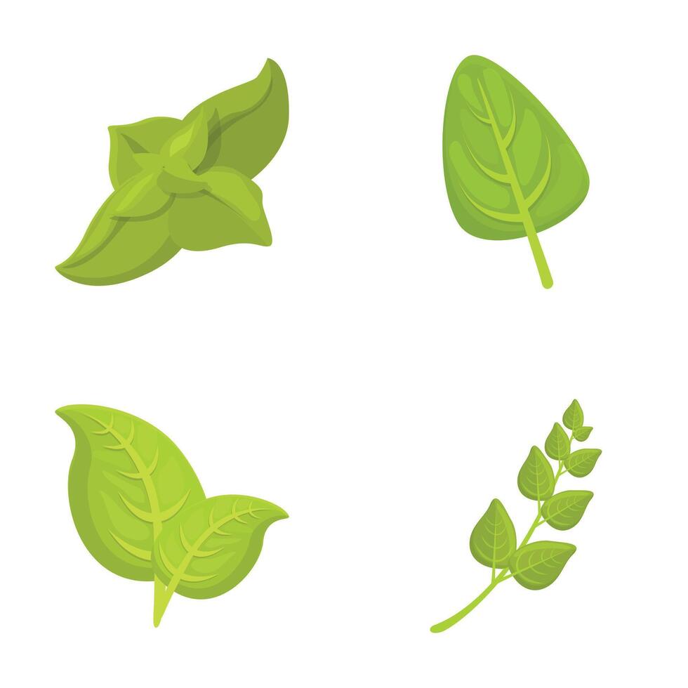 Green basil icons set cartoon . Basil stem with leaf vector