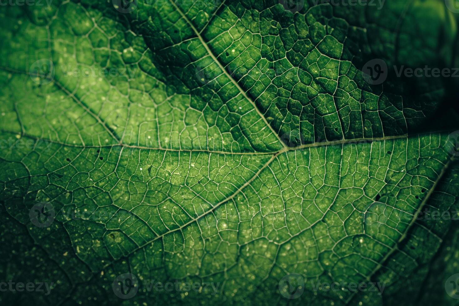 Close-up of Vibrant Green Leaf Texture - Abstract Natural Pattern Background for Design photo