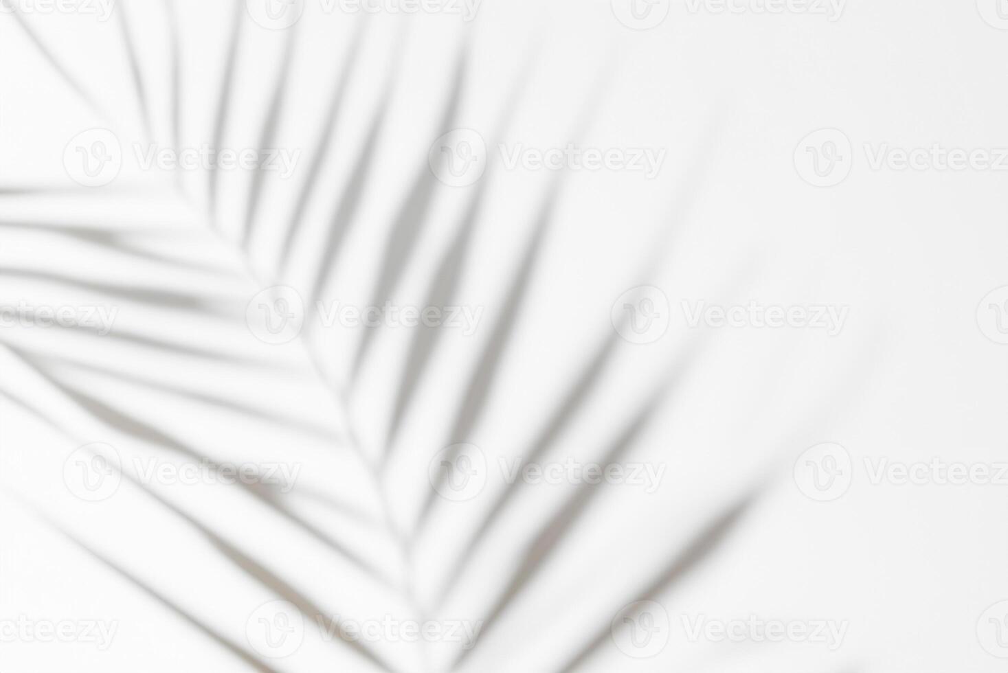 Minimalist White Background with Palm or Monstera Leaf Shadow, Tropical Theme photo