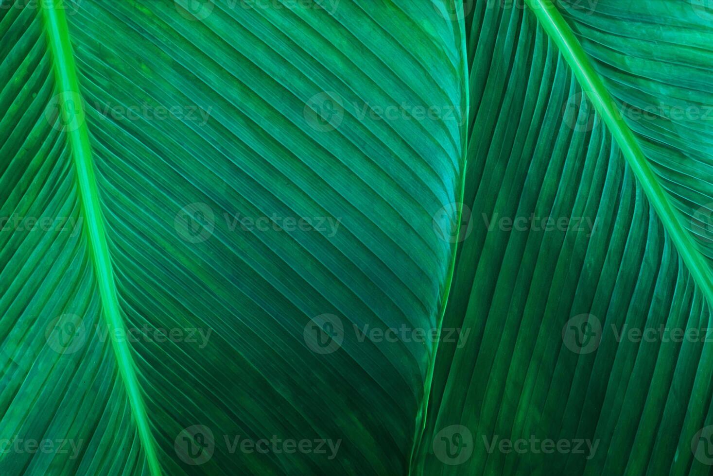 Macro Shot of Banana Leaf Texture in Garden, Abstract Green Foliage Background photo