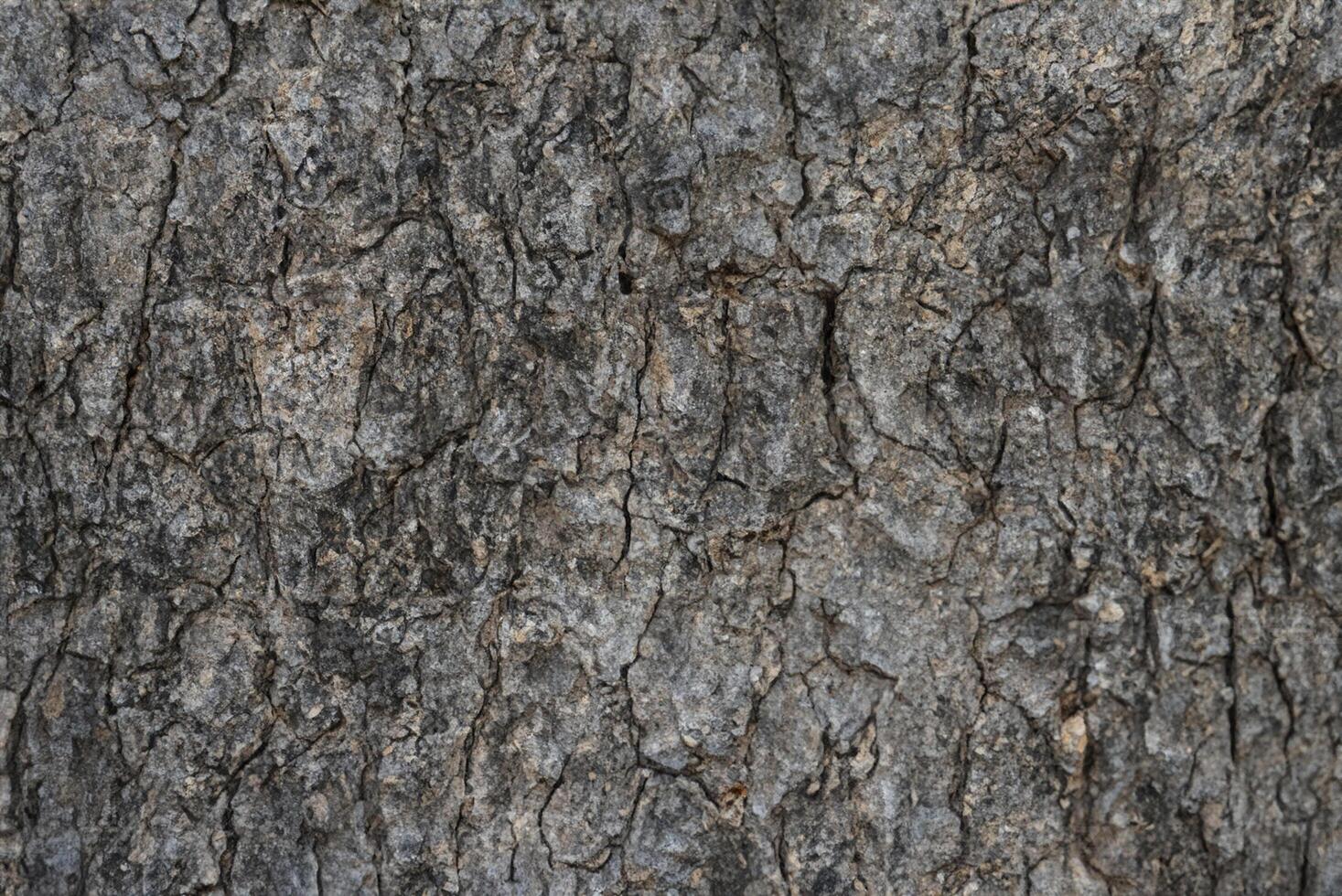 Crisp Close-Up, Detailed Tree Bark Texture Background photo