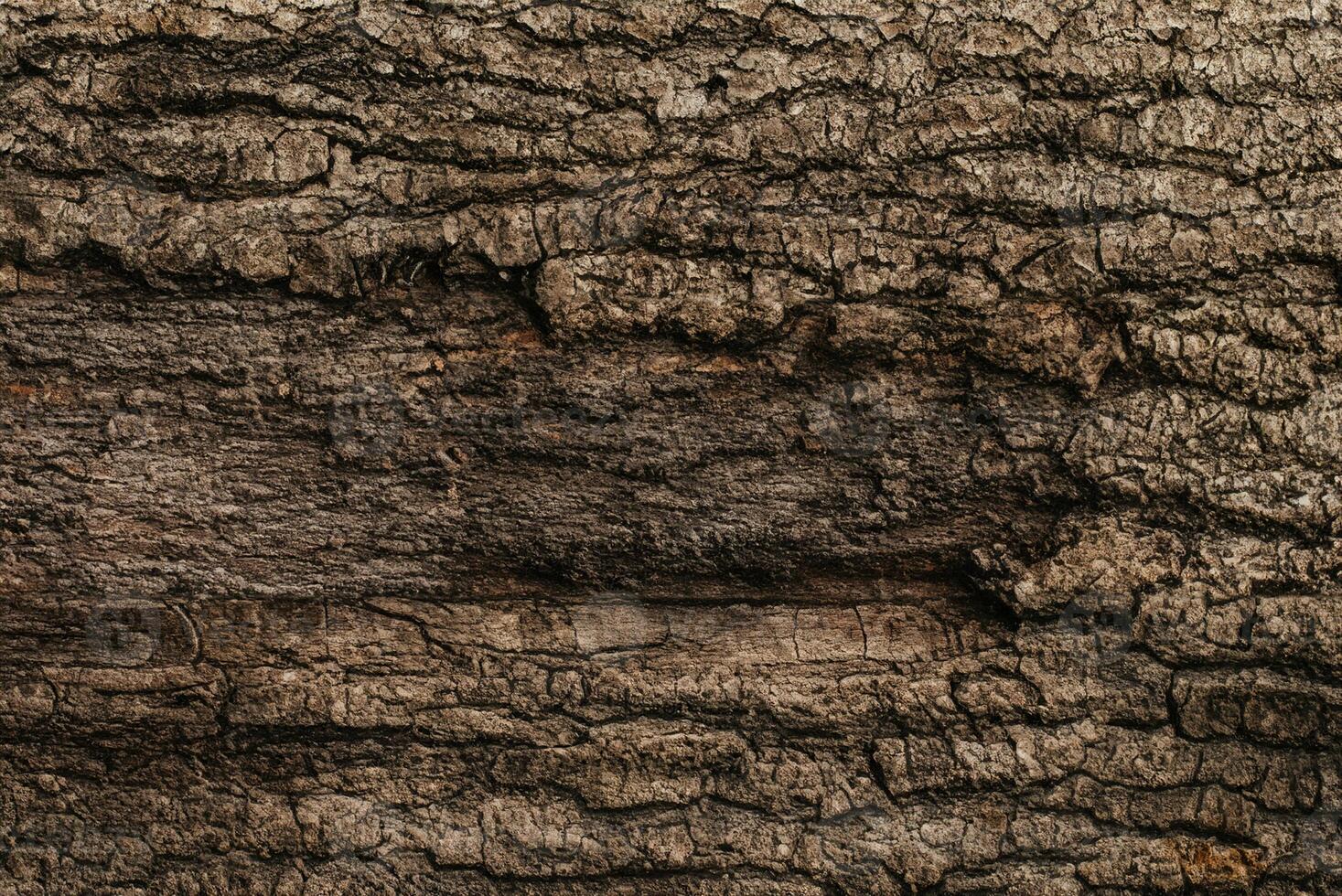 Forest Tree Bark Texture Background photo