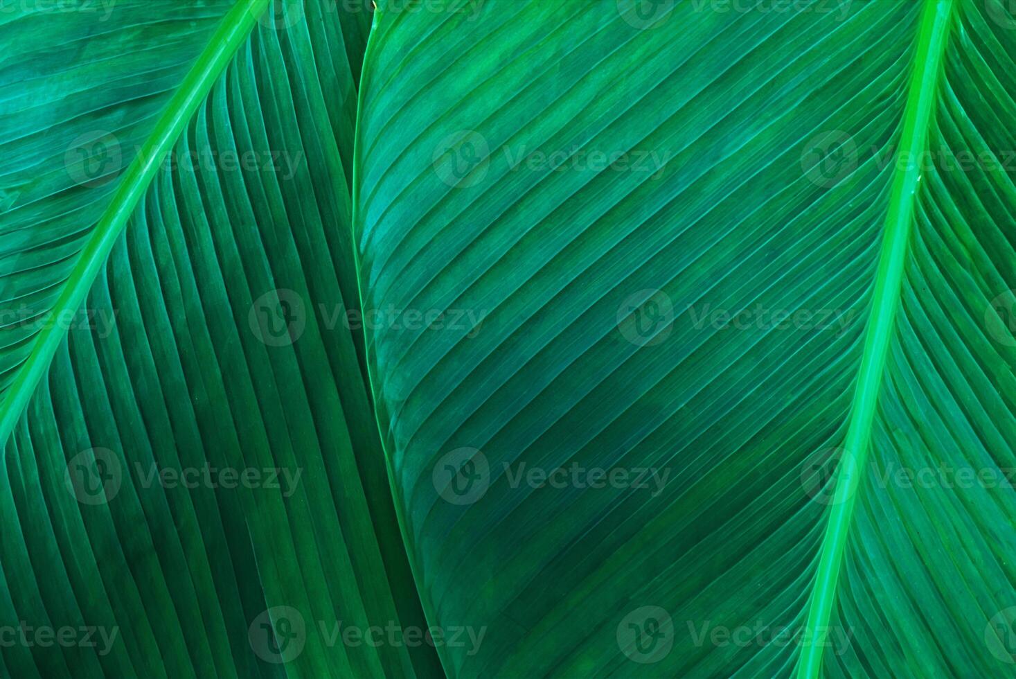 Macro Shot of Banana Leaf Texture in Garden, Abstract Green Foliage Background photo