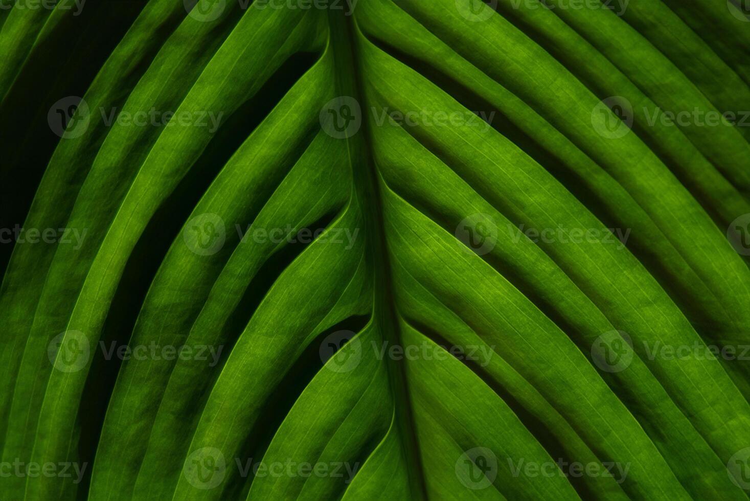 Macro Close-Up of Vibrant Green Leaf Texture Background photo