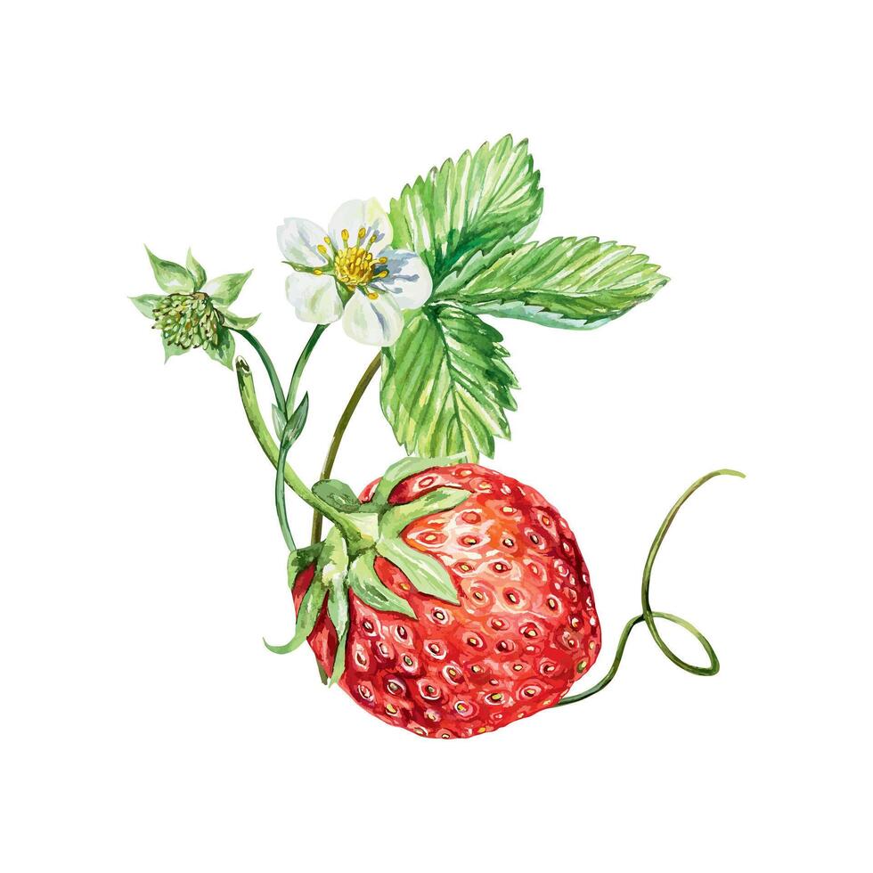 Strawberry watercolor. A twig with a leaf, a berry, a flower and a tendril. Illustration. Bouquet for cards, invitations, covers, banners, tea, juice, jam, cosmetics labels. vector