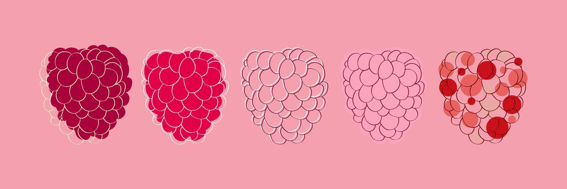 Five Stages of a Raspberry Illustration vector