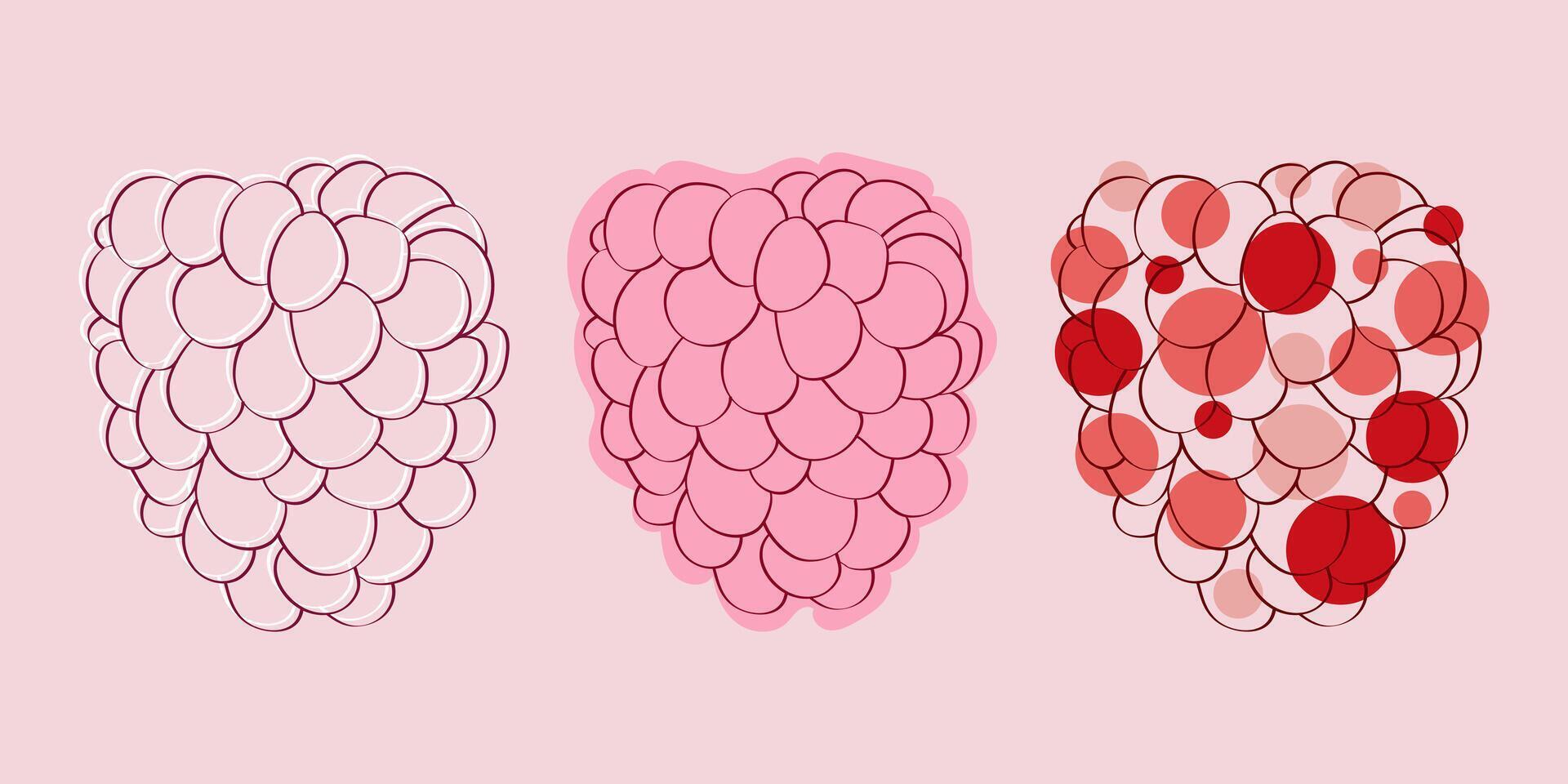 Three stages of a raspberry illustration, showing outline, filled, and shaded. vector