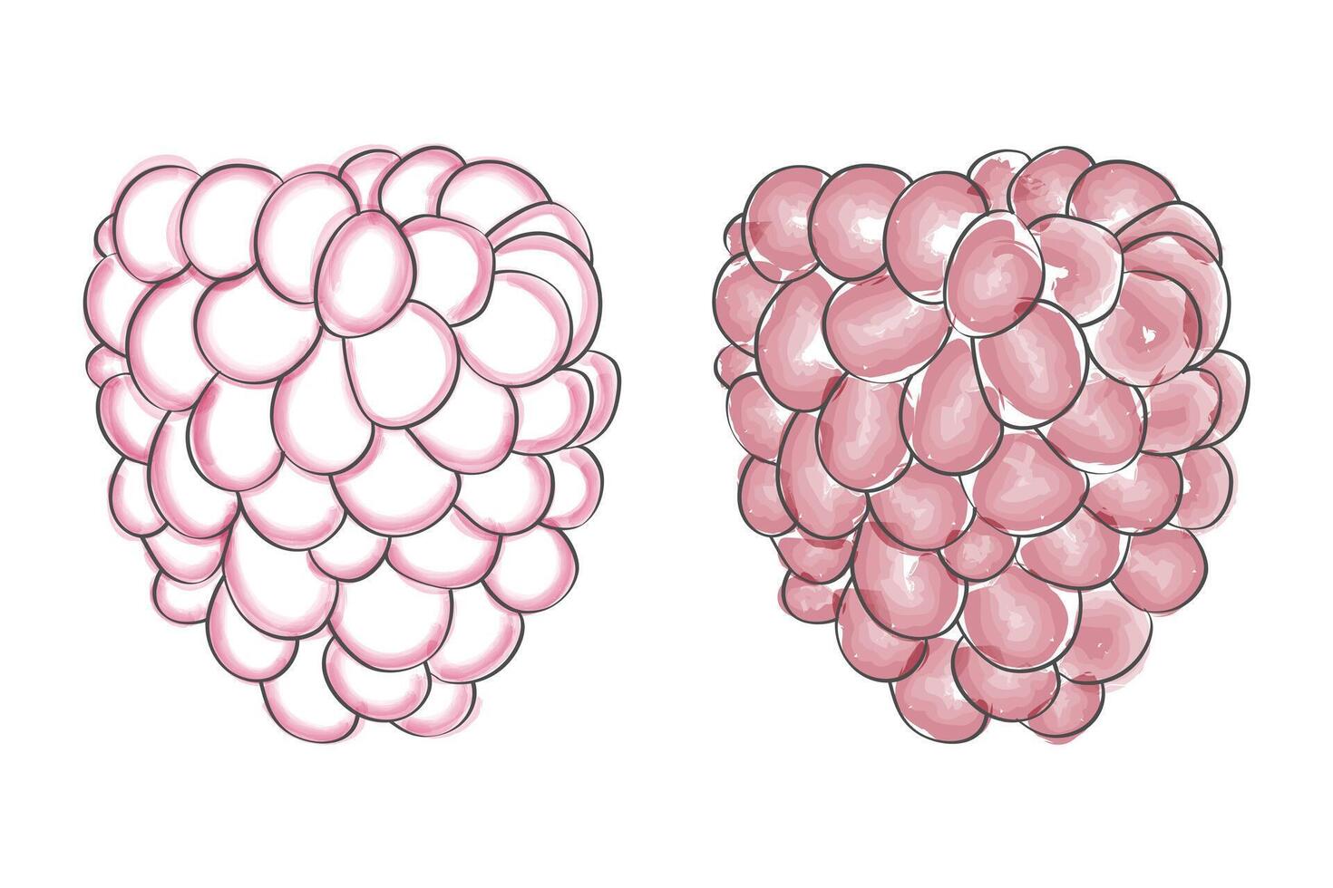 Simple line drawings raspberry in two variations pink and white. vector
