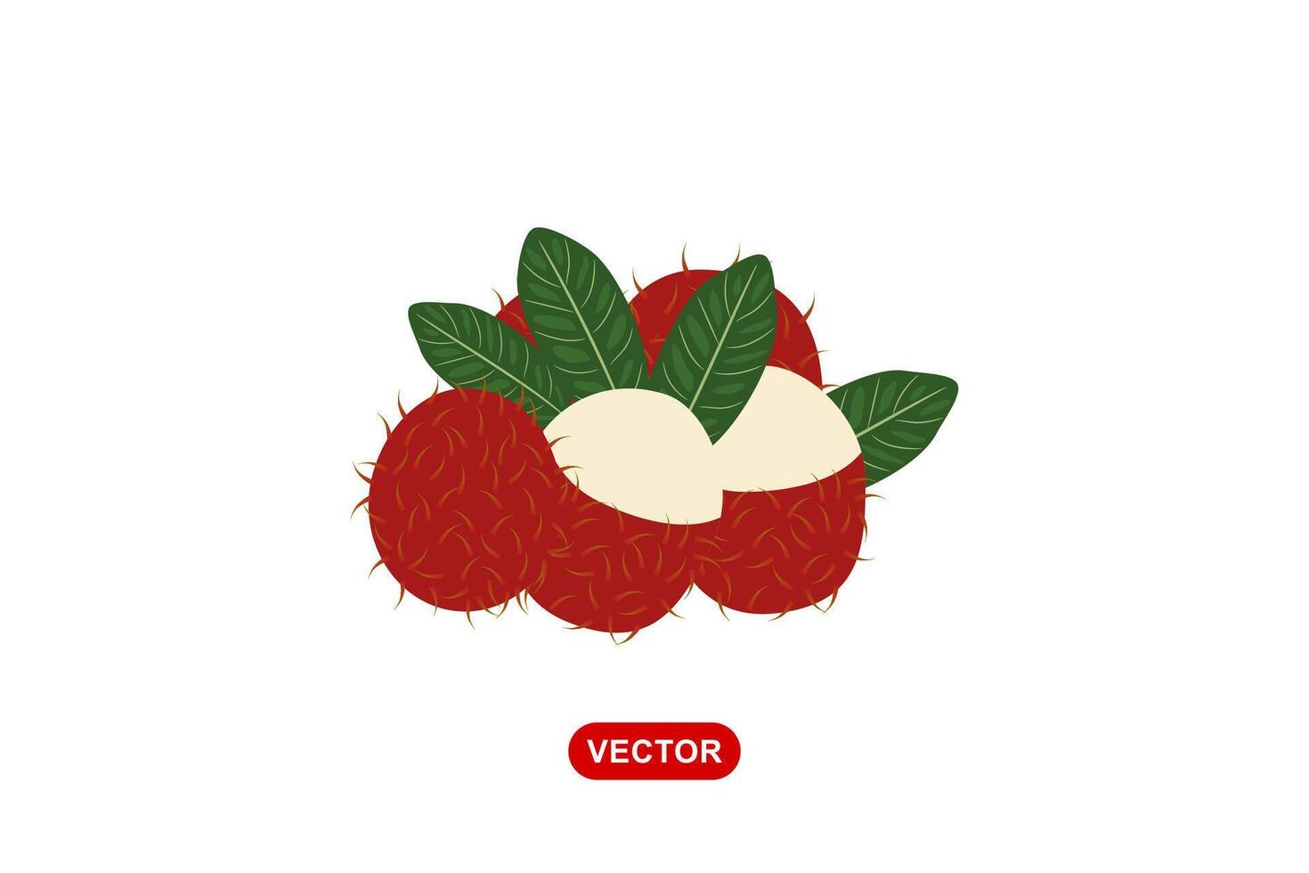 Rambutan tropical fruit simple illustration vector