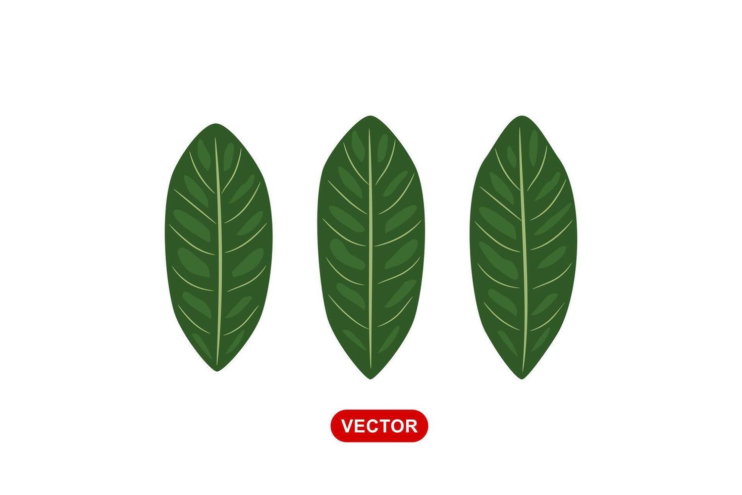 Rambutan leaves illustration design vector