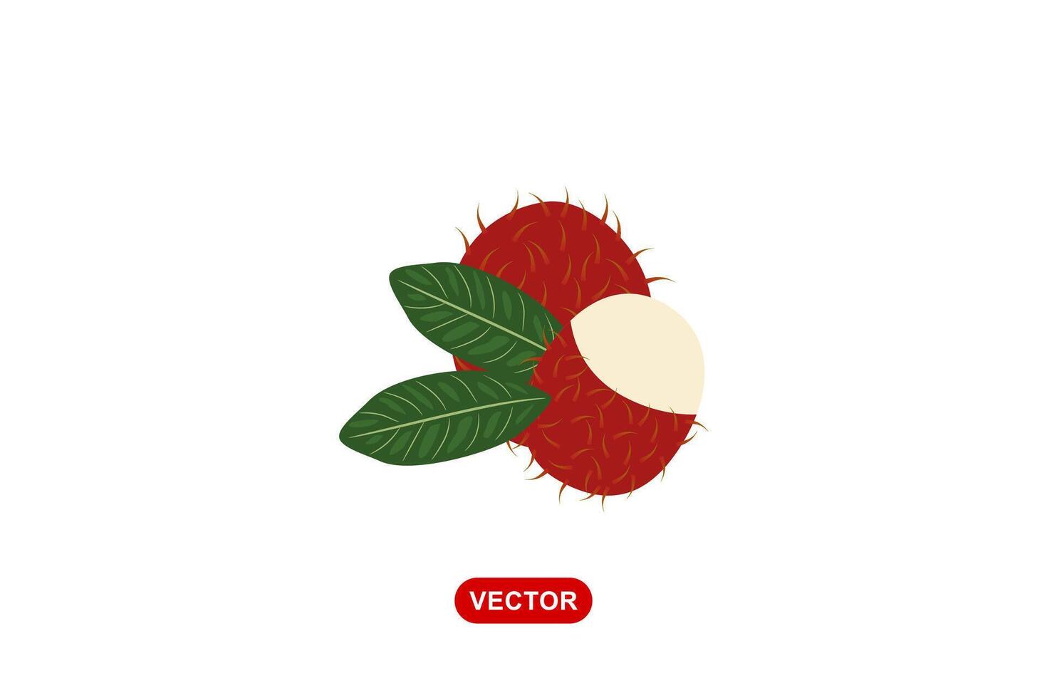 Rambutan tropical fruit simple illustration vector