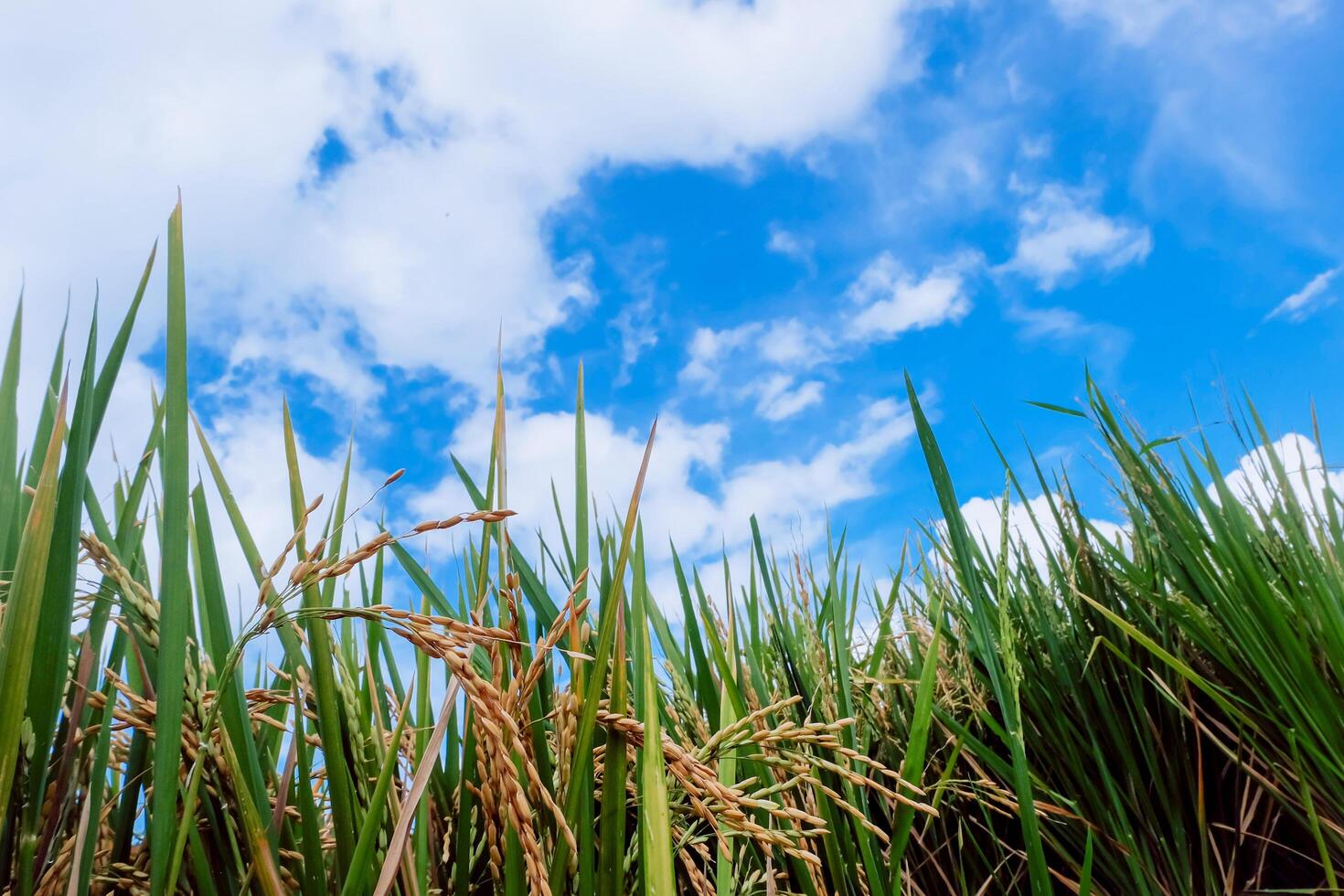view of rice plants with a cloudy blue sky in the background photo