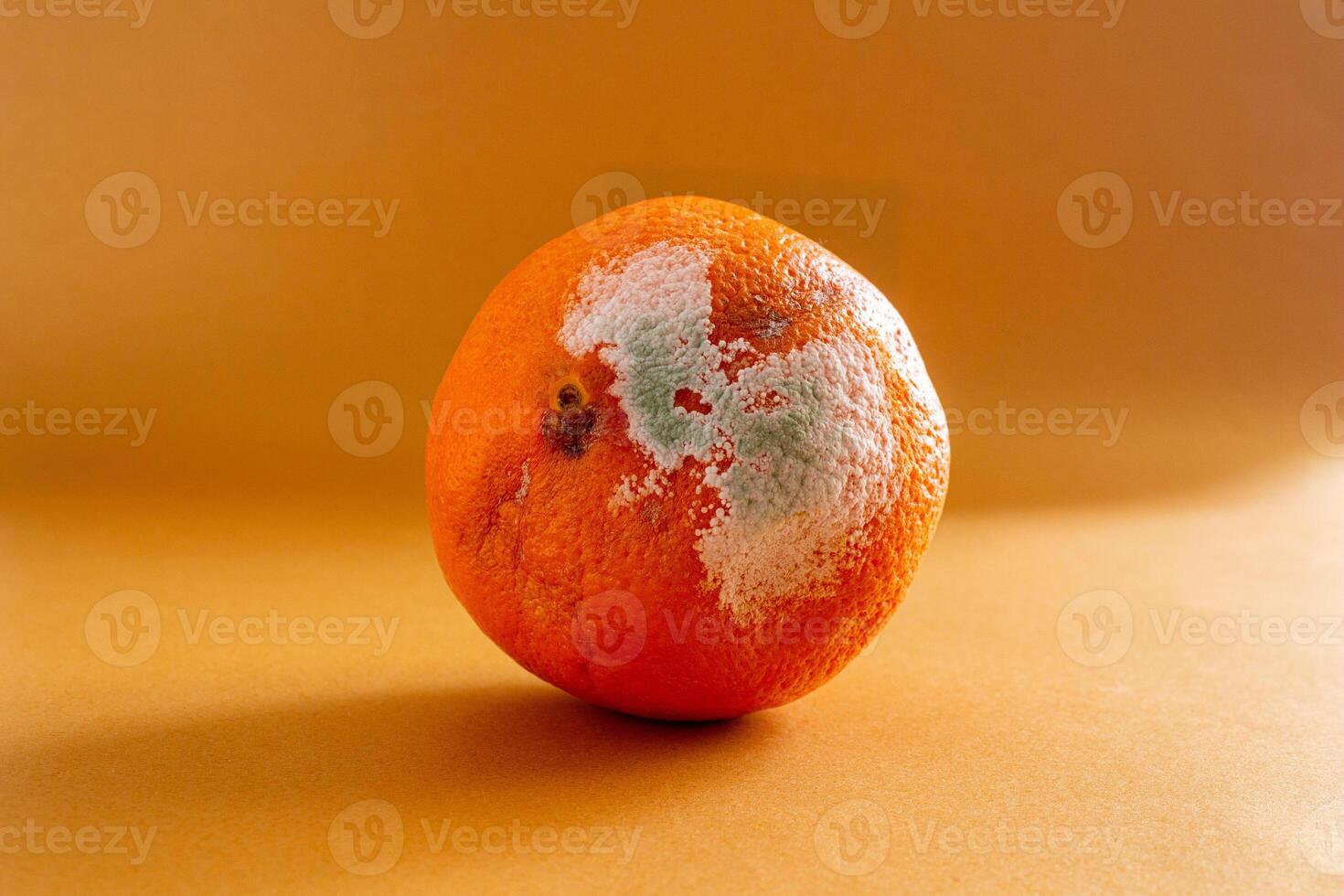 Moldy or rotten orange fruit photo