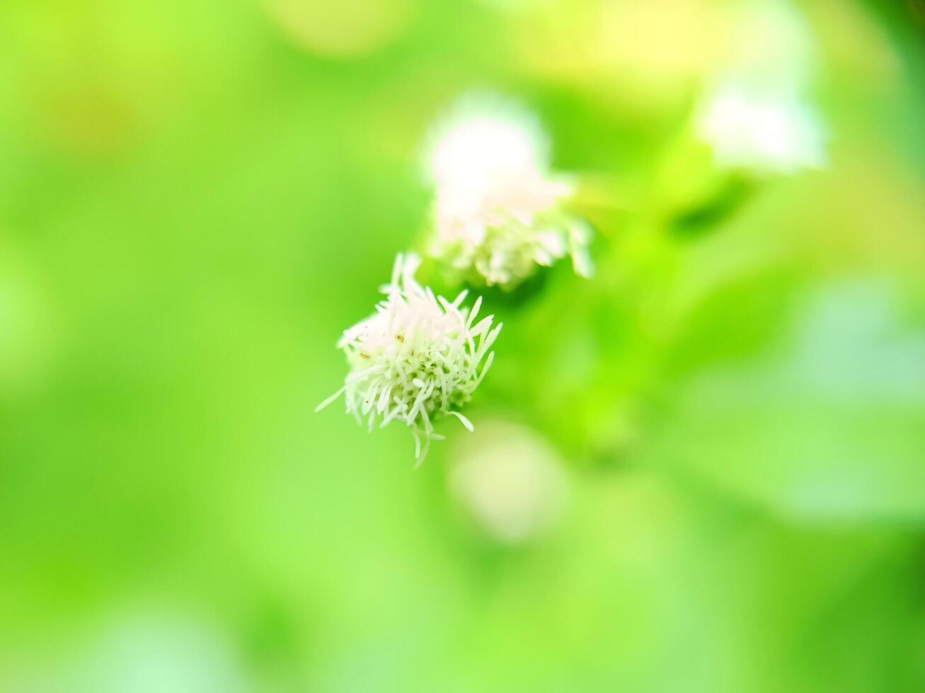 flower petals from a wild plant Ageratum conyzoides photo