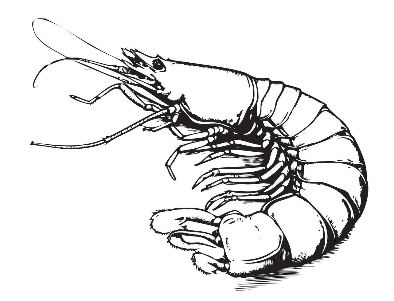 Shrimp sketch, hand drawn prawn in engraved graphic style for fish menu restaurants and for packaging vector