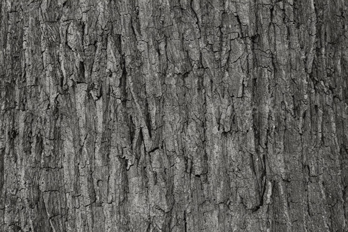 Nature's Texture, Close-Up of Dry Tree Bark - Background Concept photo
