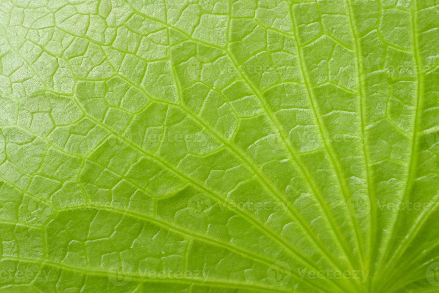 File:Lotus Leaf (5780807820).jpg - Wikimedia Commons