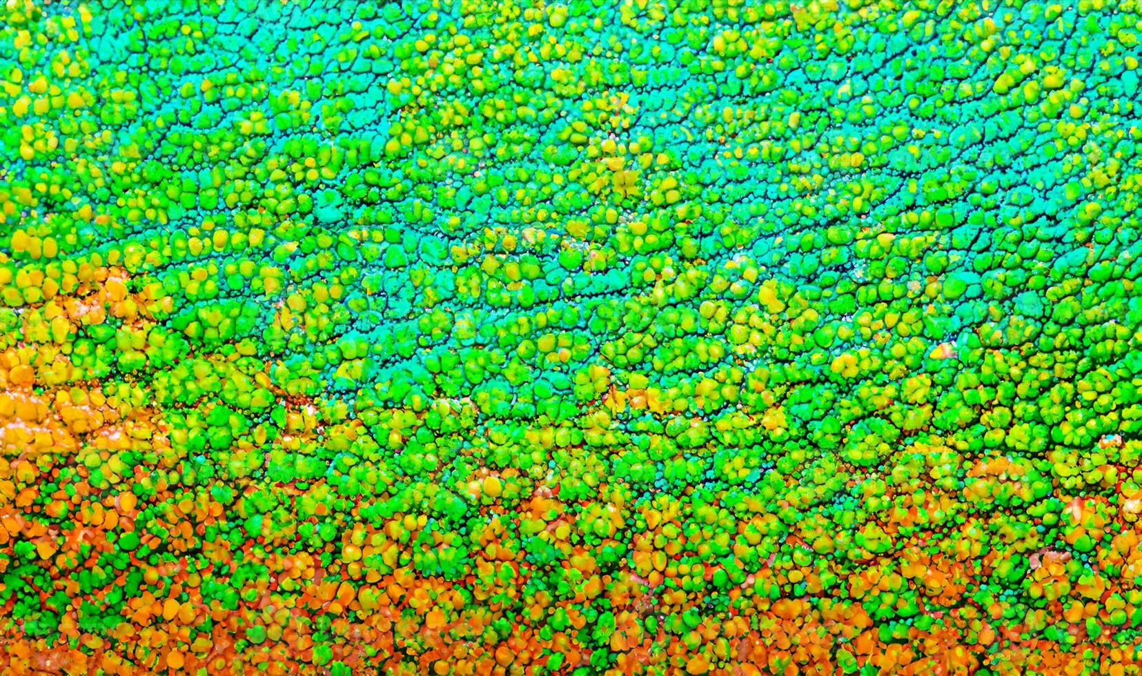 Vibrant Close-up of Multicolored Chameleon Skin Pattern Texture - Reptile Background photo