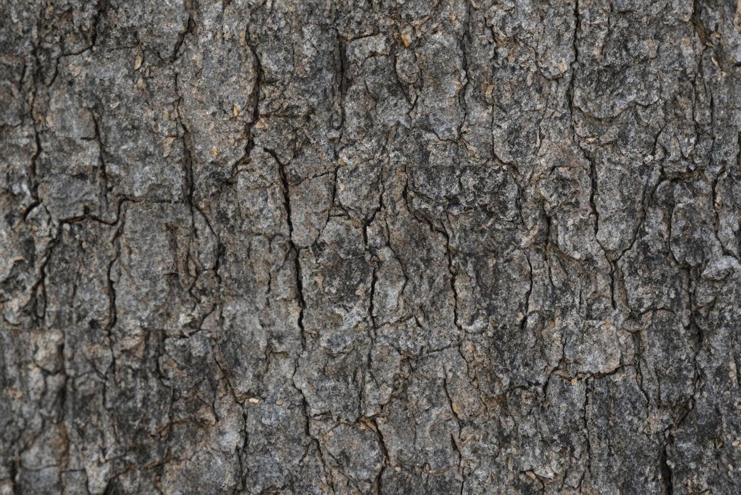 Crisp Close-Up, Detailed Tree Bark Texture Background photo
