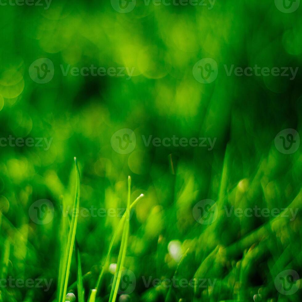 grass on backyard lawn - house, home and gardening concept photo