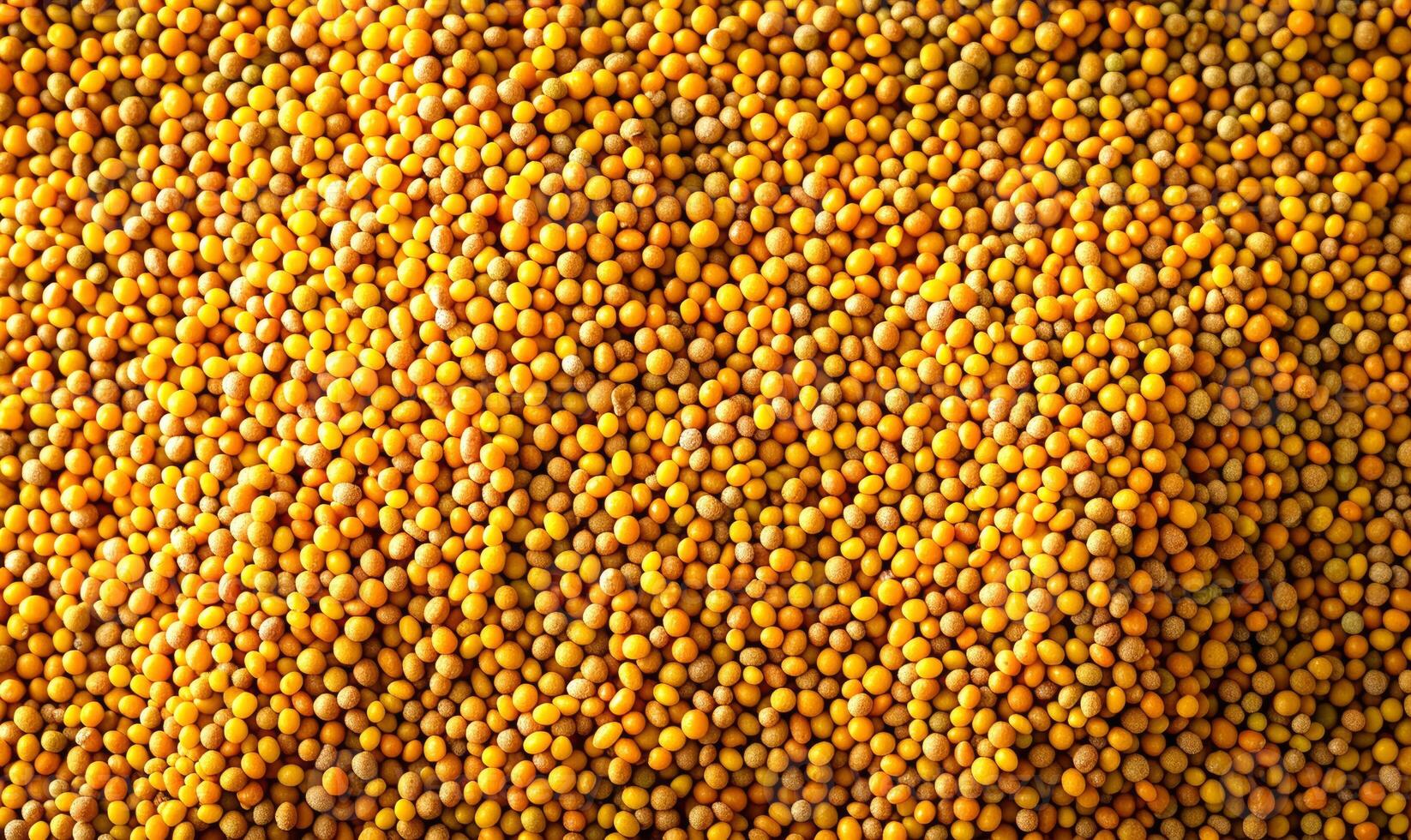 juicy yellow mustard seeds, spices, top view photo