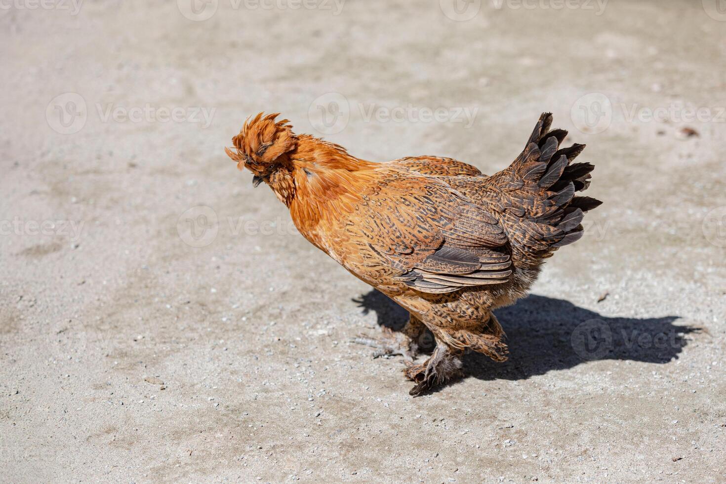 Motley ginger chicken, rooster standing on the sand, left side, general view, shadow. For ad poultry farming, agriculture eco ranch banner, veterinary information photo