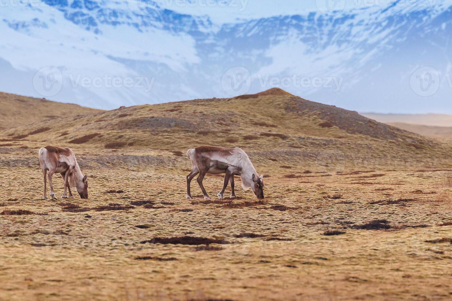 Adorable mooses roaming in frozen landscape, icelandic region with snow covered peaks in distance. Captivating fauna in iceland natural world, scandinavian animals in natural park. photo