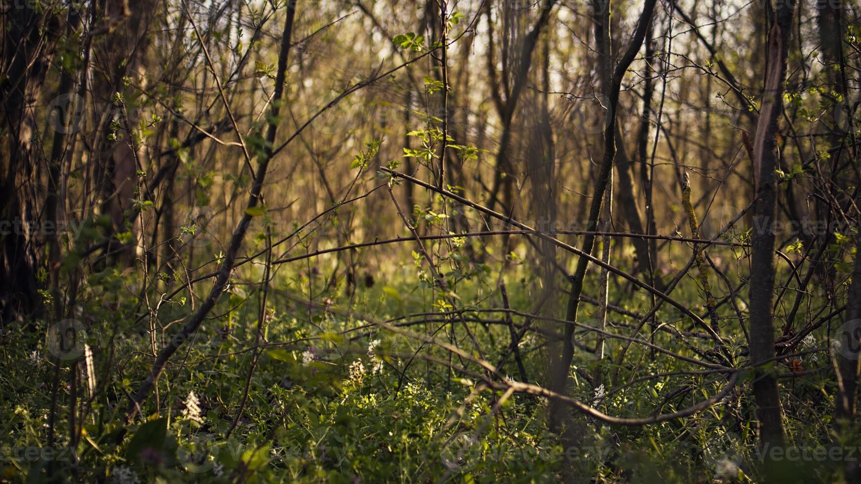Empty woods area in a forest with beautiful natural landscape, scenic route in the woodland with sunshine peaking through trees branches. Picturesque rainforest wilderness. Camera B. photo