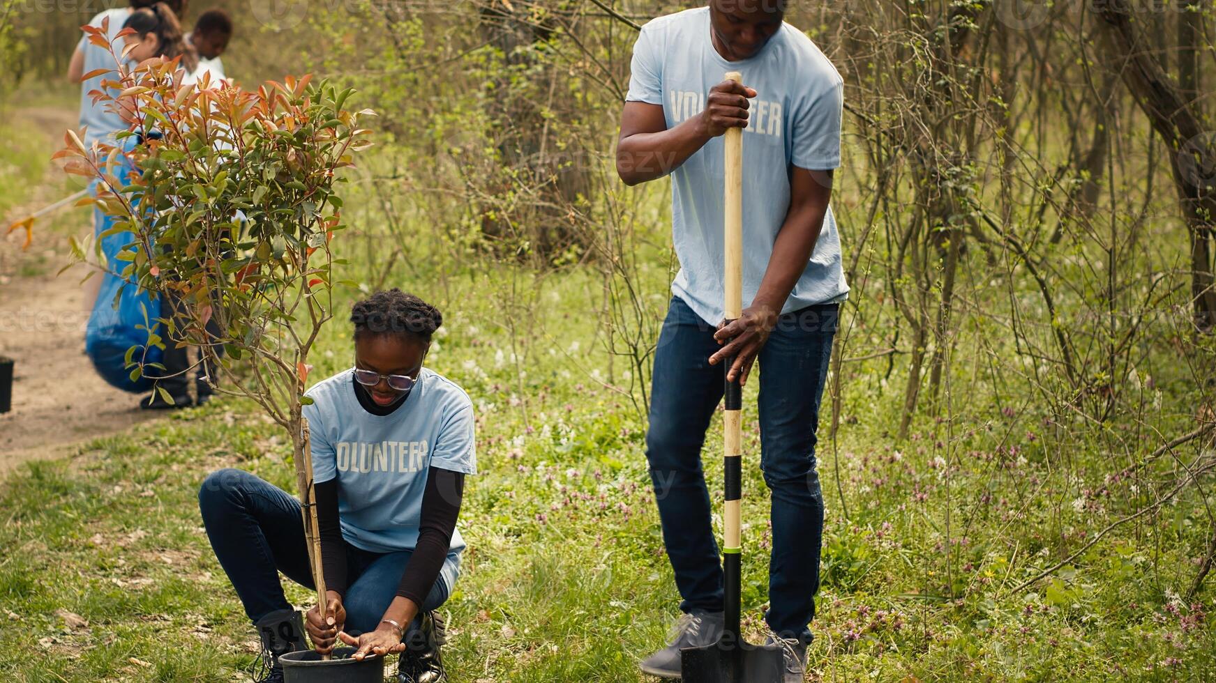 African american volunteers team digging holes and planting trees in a forest, doing litter cleanup and putting seedlings in the ground for nature cultivation concept. Conservation project. Camera A. photo