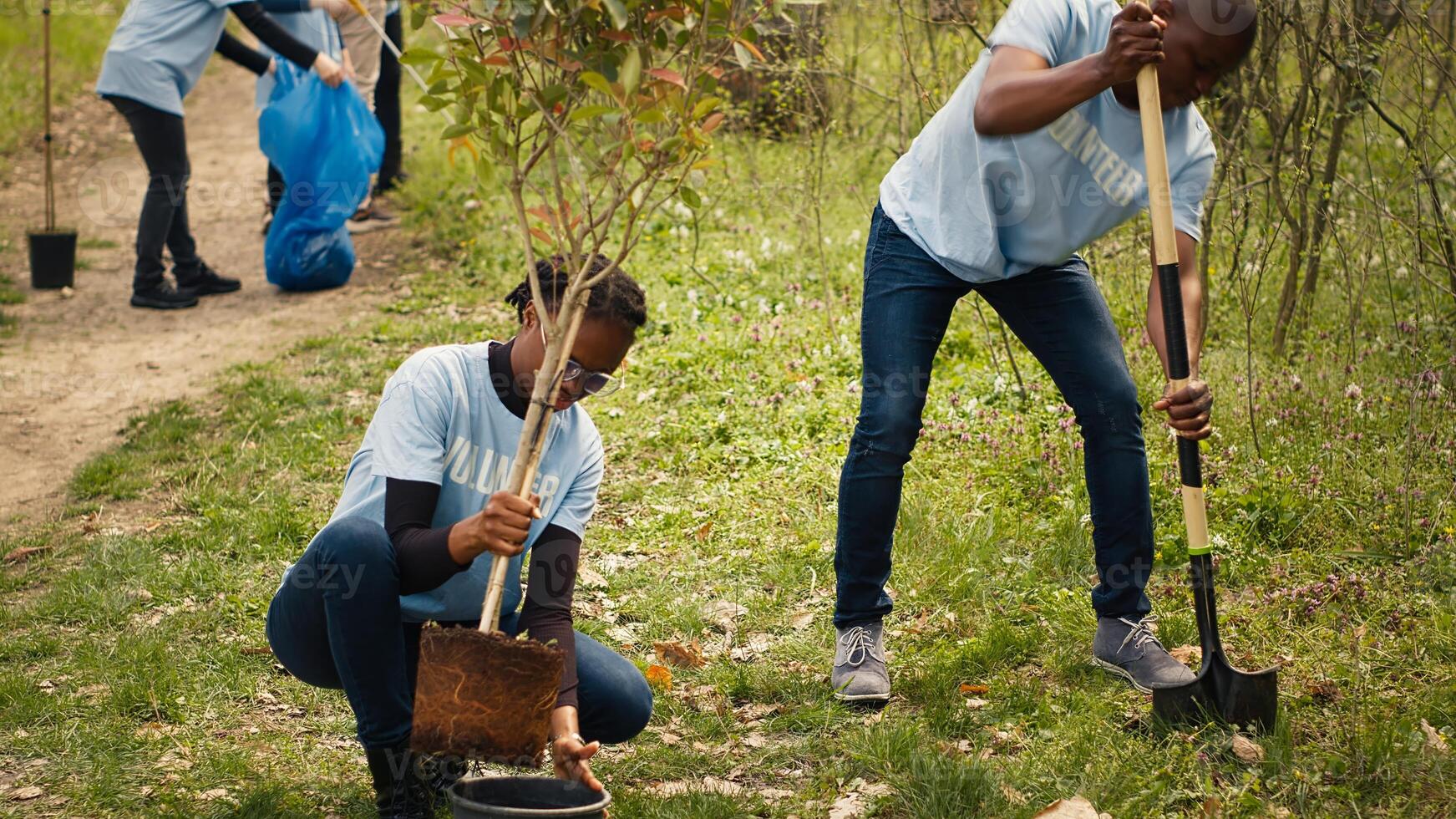 African american ecologic activists planting seedlings in a forest environment, working together in unity to preserve and protect the natural habitat. Growing trees project. Camera A. photo
