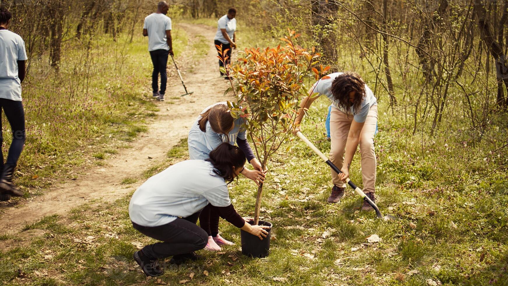 Climate activists planting new trees in a woodland ecosystem, digging holes and putting seedlings in the ground. Volunteers working on preserving nature and protecting the environment. Camera B. photo