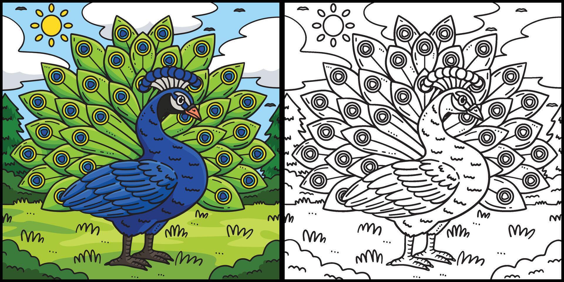Peacock Bird Coloring Page Colored Illustration vector