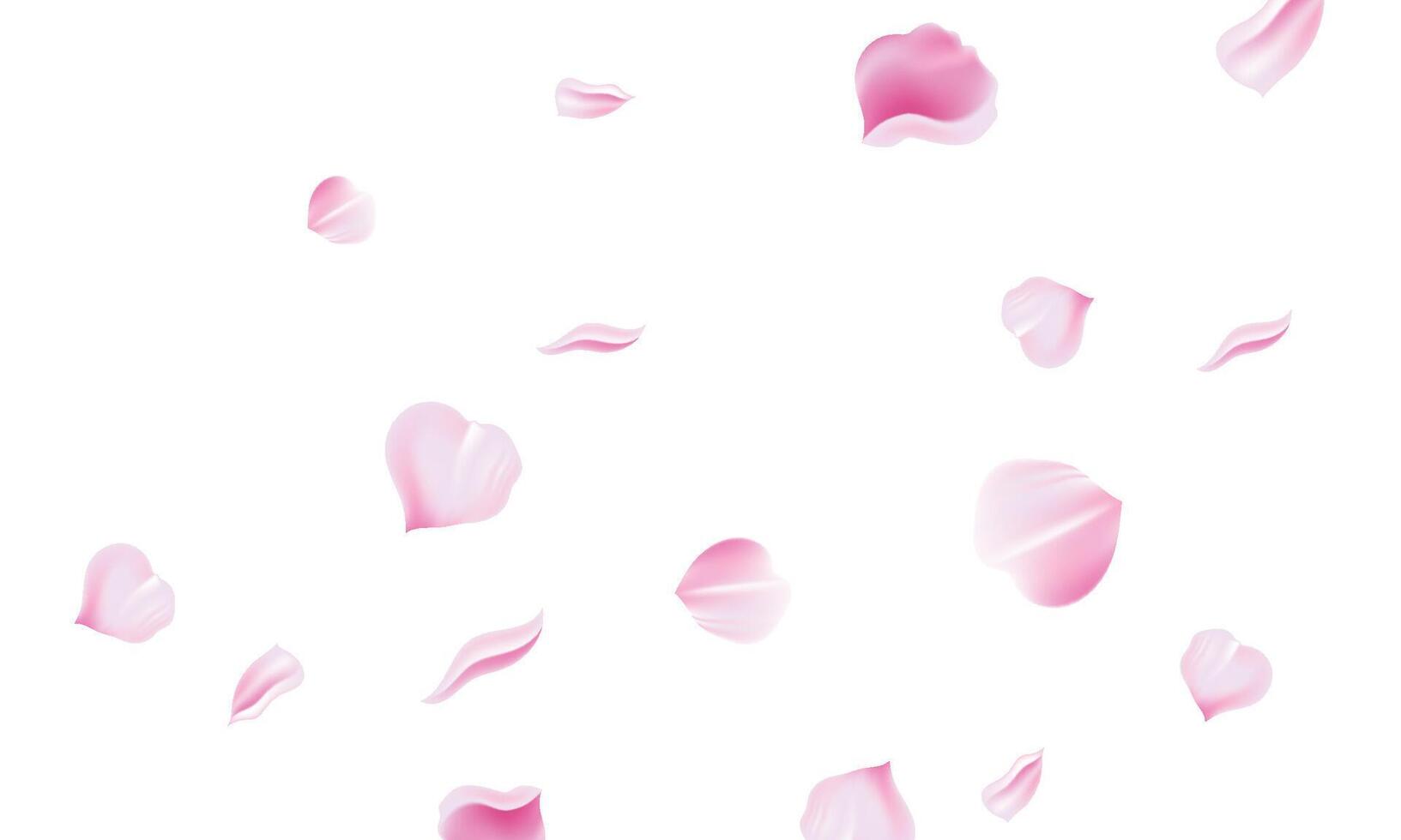 Sakura flying petals on white background design vector