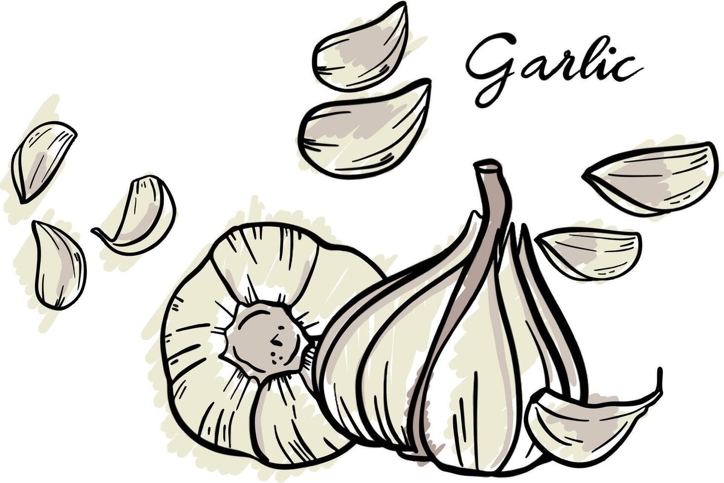 the white garlic vector