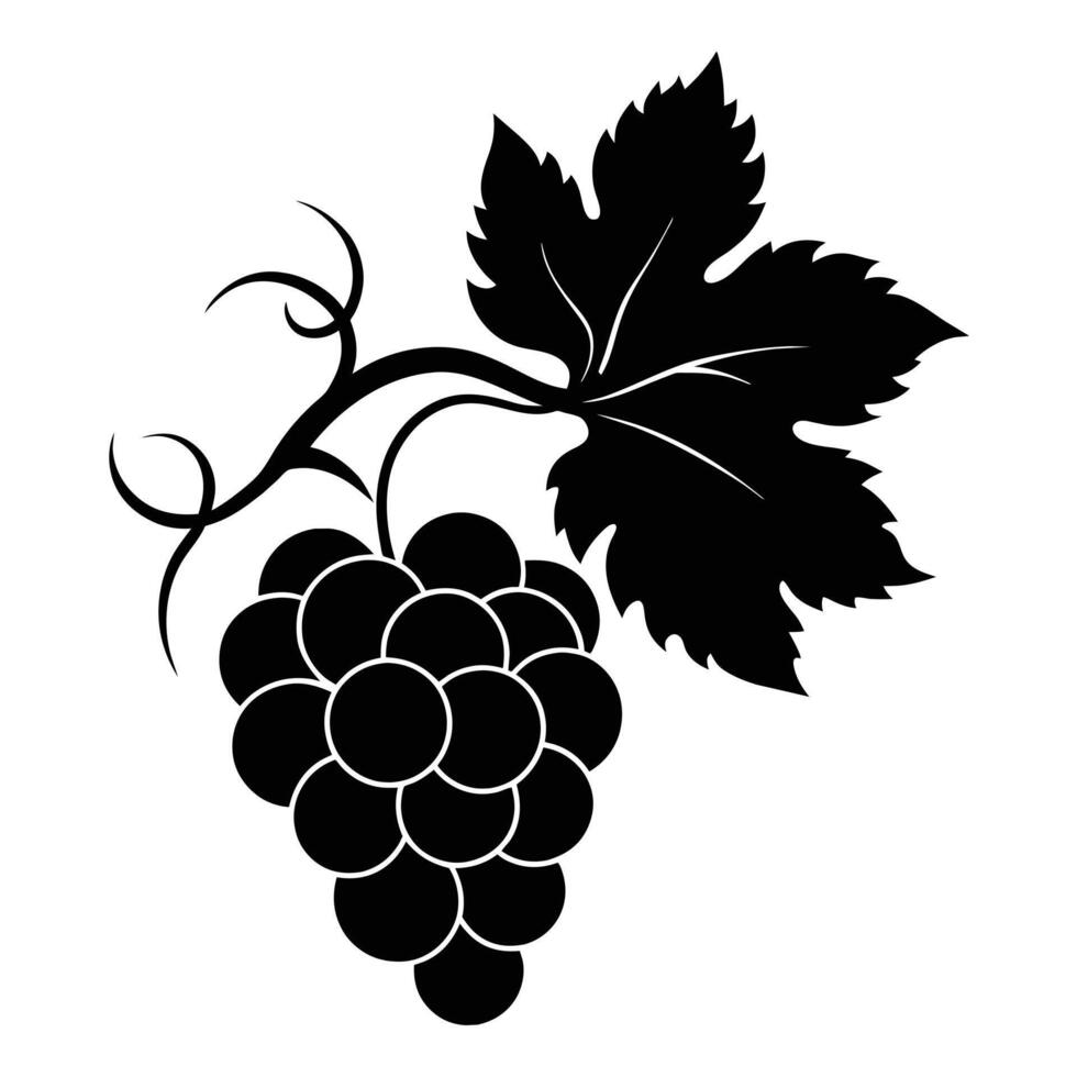 Grapevine Silhouette on white background vector