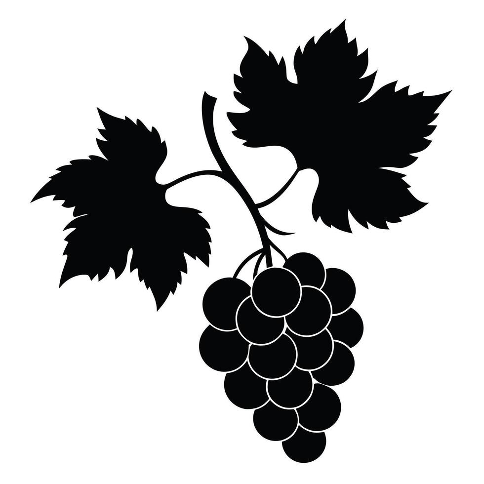 Grapevine Silhouette on white background vector