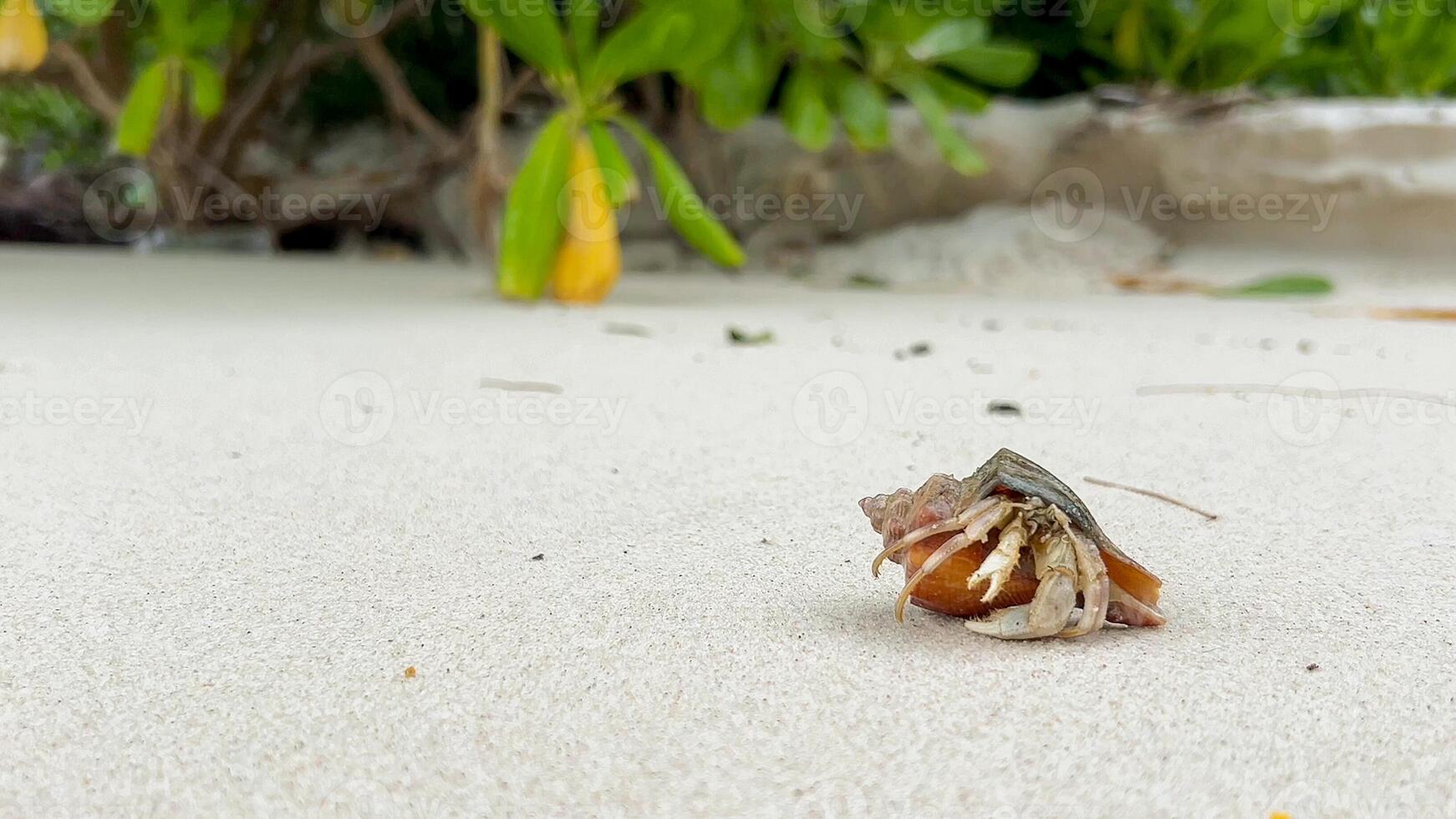 Hermit crab traversing white sandy beach with tropical foliage in the background, ideal for nature, travel, and summer vacation concepts photo